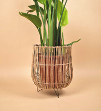 Coachella Stand - Stand - Tumbleweed Plants - Online Plant Delivery Singapore