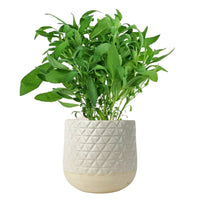 Common Sage - Salvia Officinalis