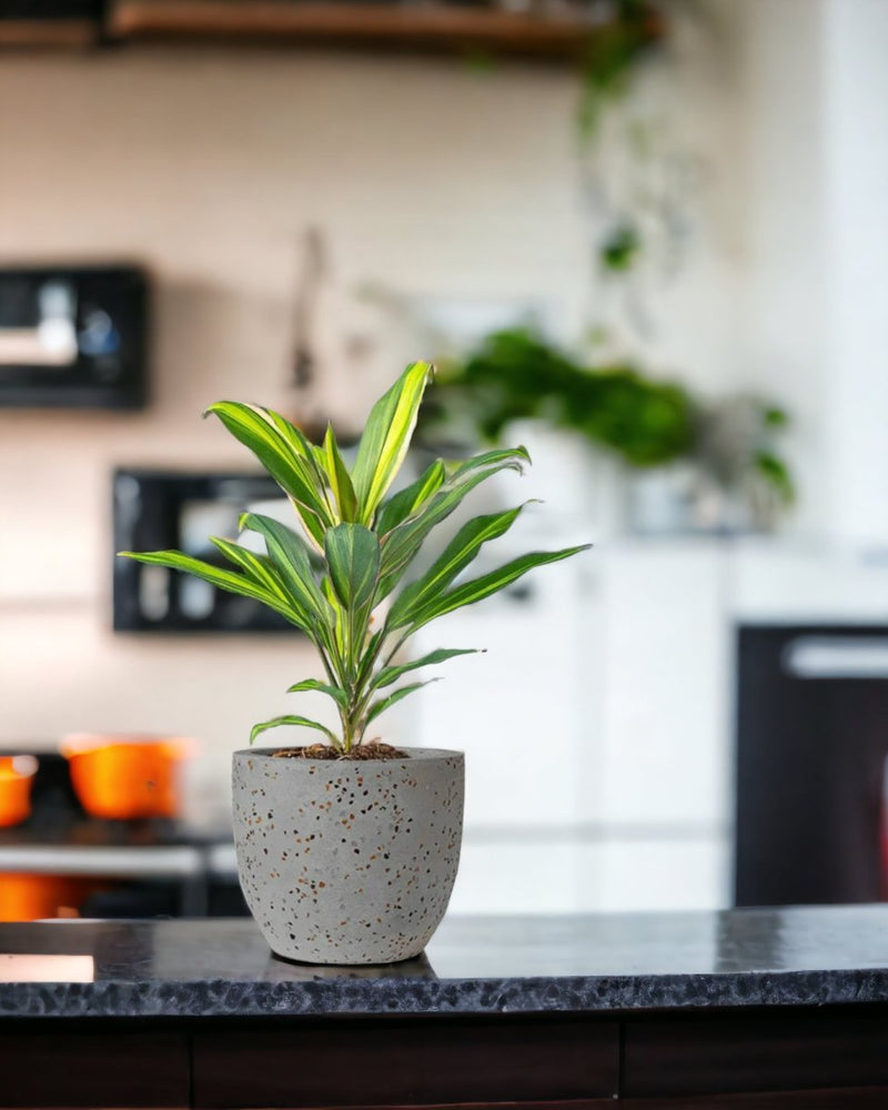 Cordyline Kiwi paired with egg pot - medium/grey