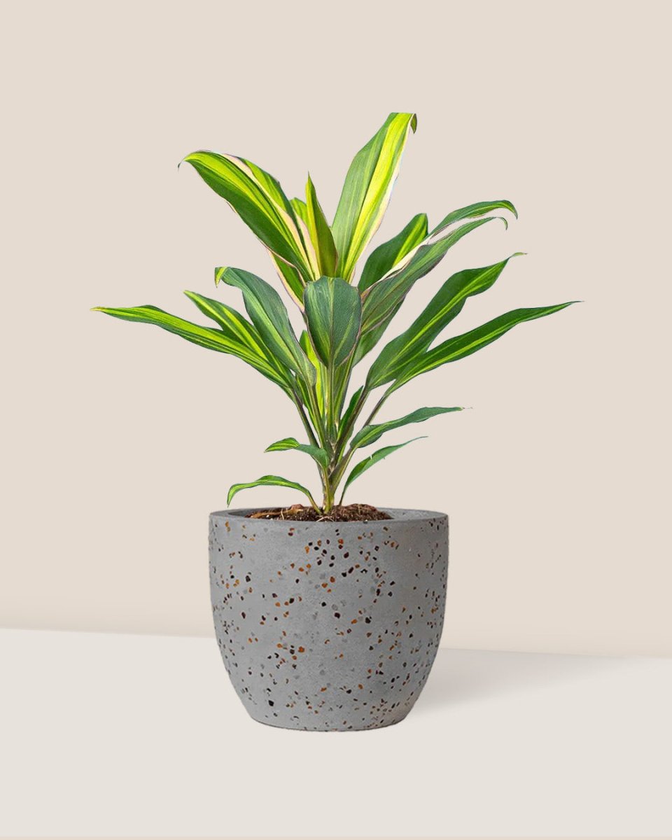 Cordyline Kiwi paired with egg pot - medium/grey