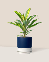 Cordyline Kiwi paired with blue white two tone pot