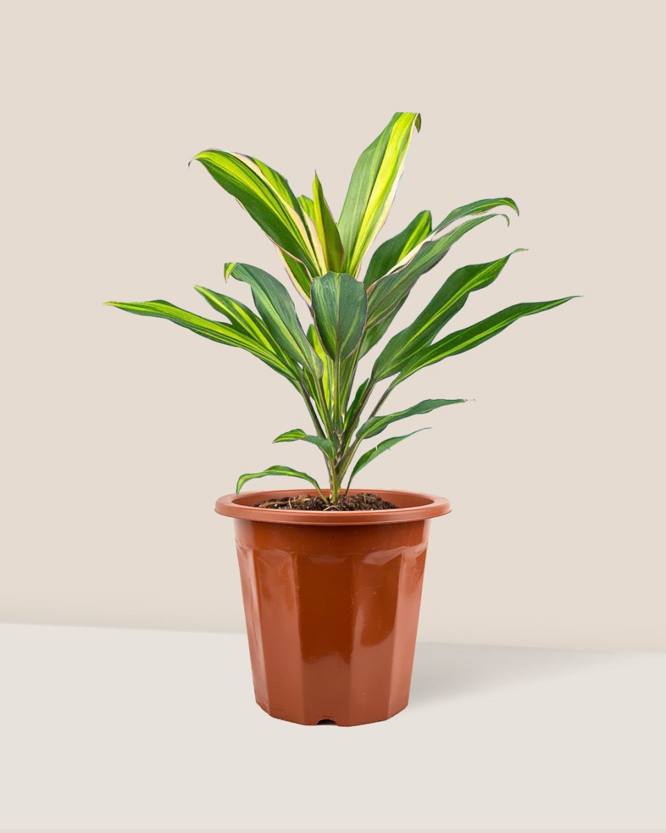 Cordyline Kiwi in a grow pot