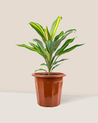 Cordyline Kiwi in a grow pot