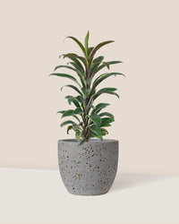 Cordyline 'Chocolate Queen' paired with egg pot - small/grey