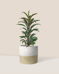 Cordyline 'Chocolate Queen' paired with cream two tone planter