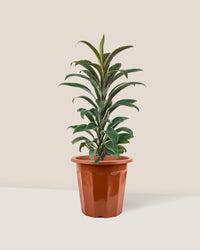 Cordyline 'Chocolate Queen' in a grow pot