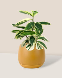 Costus Arabicus Variegata - carter planters - large - Potted plant - Tumbleweed Plants - Online Plant Delivery Singapore