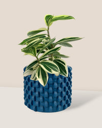 Costus Arabicus Variegata - carter planters - large - Potted plant - Tumbleweed Plants - Online Plant Delivery Singapore