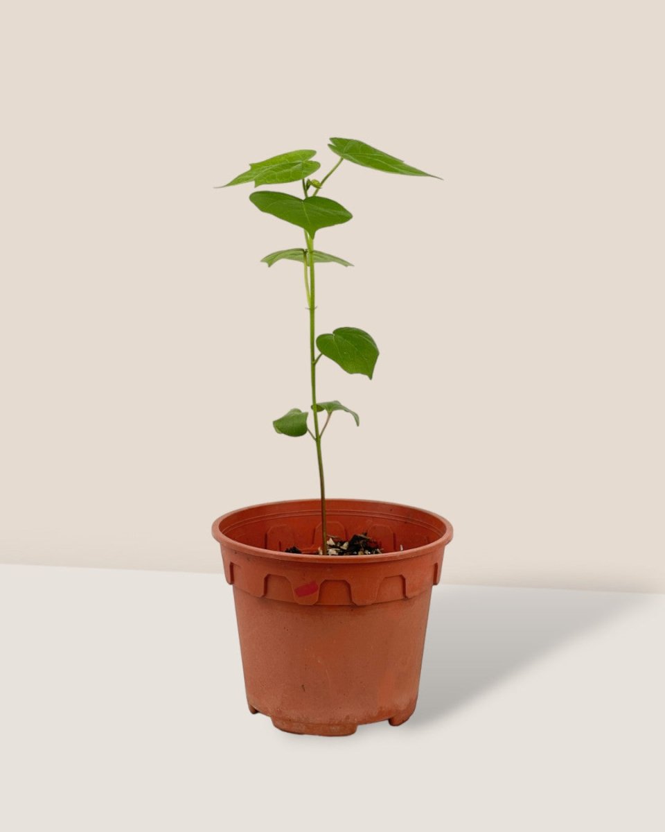 cotton plant in pot Cotton Plant - Small