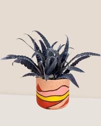 Cryptanthus Fosterianus - sunday planter - Just plant - Tumbleweed Plants - Online Plant Delivery Singapore