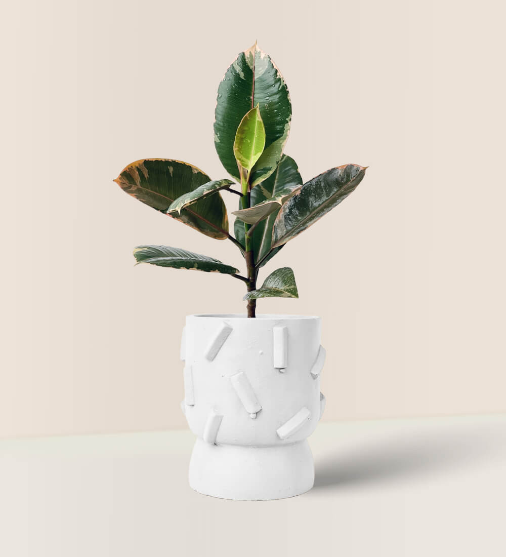 Dash Planter - white