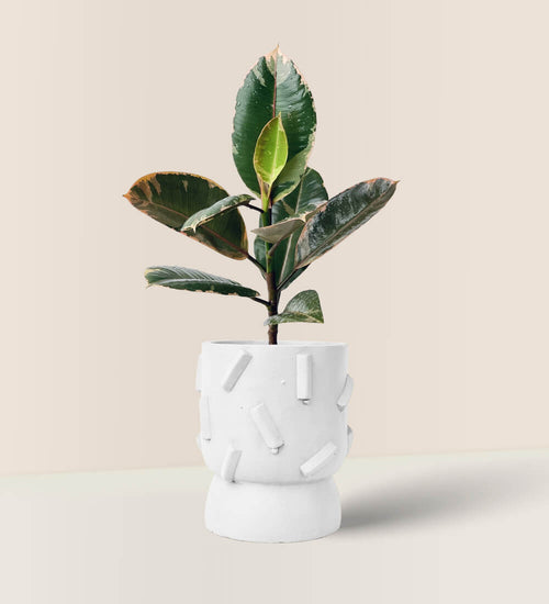 Dash Planter - white