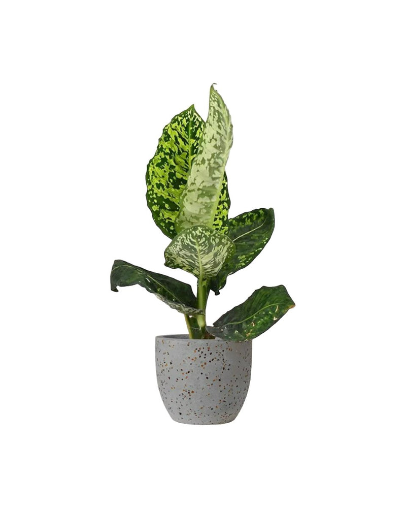 Dieffenbachia Cheetah - egg pot - small/grey - Just plant - Tumbleweed Plants - Online Plant Delivery Singapore