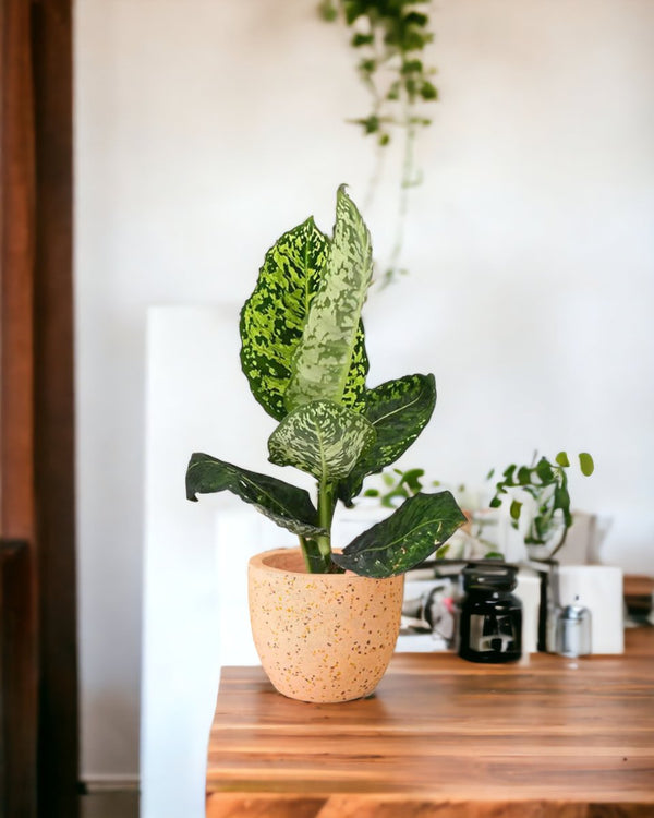 Dieffenbachia Cheetah - egg pot - small/grey - Just plant - Tumbleweed Plants - Online Plant Delivery Singapore