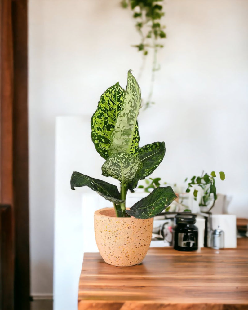 Dieffenbachia Cheetah - egg pot - small/grey - Just plant - Tumbleweed Plants - Online Plant Delivery Singapore