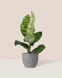 Dieffenbachia Cheetah - egg pot - small/grey - Just plant - Tumbleweed Plants - Online Plant Delivery Singapore