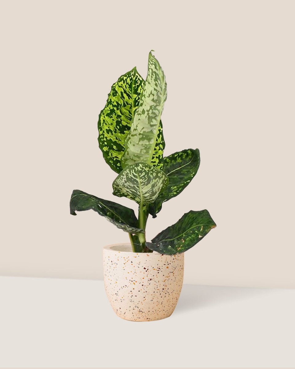 Dieffenbachia Cheetah - egg pot - small/white - Just plant - Tumbleweed Plants - Online Plant Delivery Singapore