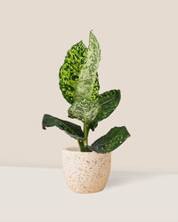 Dieffenbachia Cheetah - egg pot - small/white - Just plant - Tumbleweed Plants - Online Plant Delivery Singapore