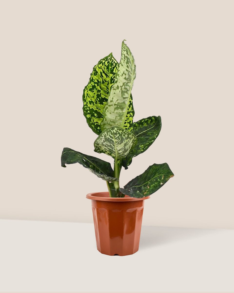 Dieffenbachia Cheetah - grow pot - Just plant - Tumbleweed Plants - Online Plant Delivery Singapore