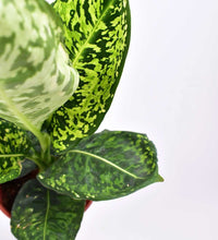 Dieffenbachia Cheetah - grow pot - Just plant - Tumbleweed Plants - Online Plant Delivery Singapore