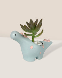 Dino Ceramic Pot - with plant (Style by Tumbleweed) - Pot - Tumbleweed Plants - Online Plant Delivery Singapore