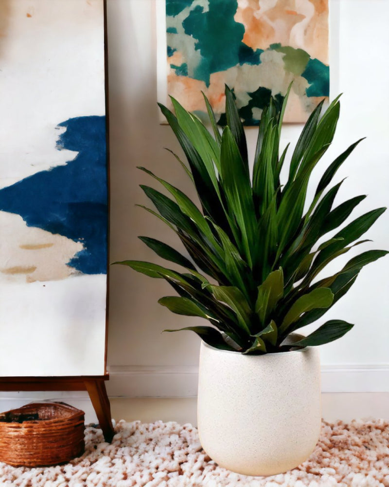 Dracaena Aubryana - tulip pots - white - Just plant - Tumbleweed Plants - Online Plant Delivery Singapore