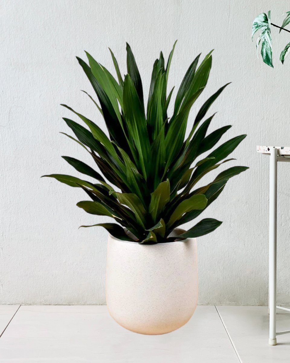 dracaena aubryana Dracaena Aubryana