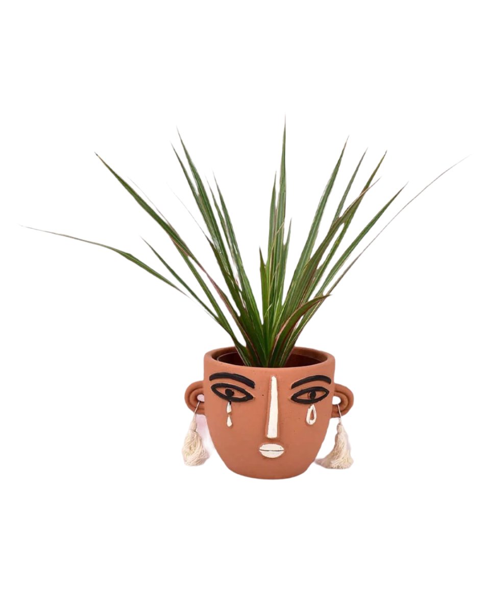 Timesact Dracaena Bicolour