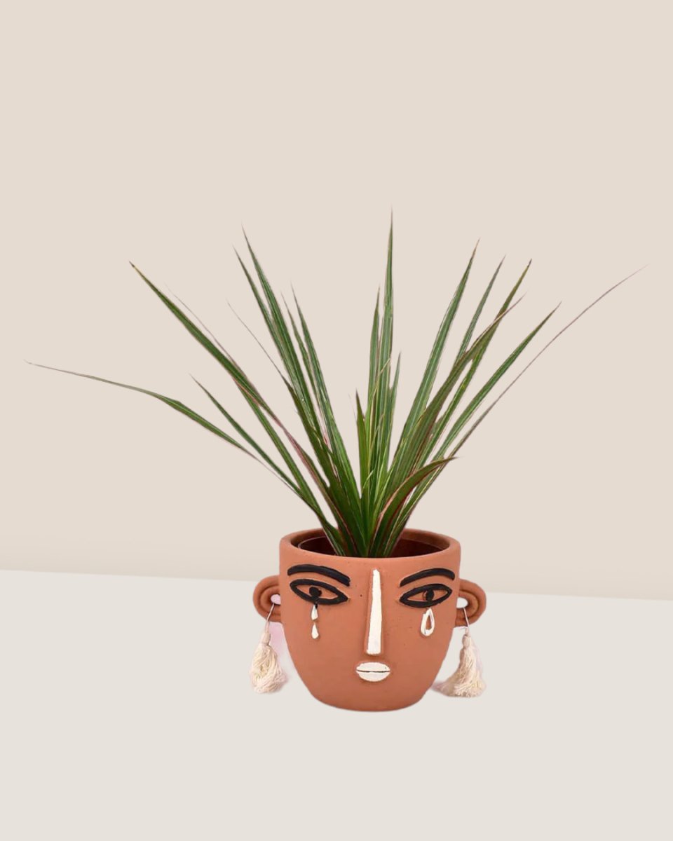 Timesact Dracaena Bicolour - Thumbnail 4
