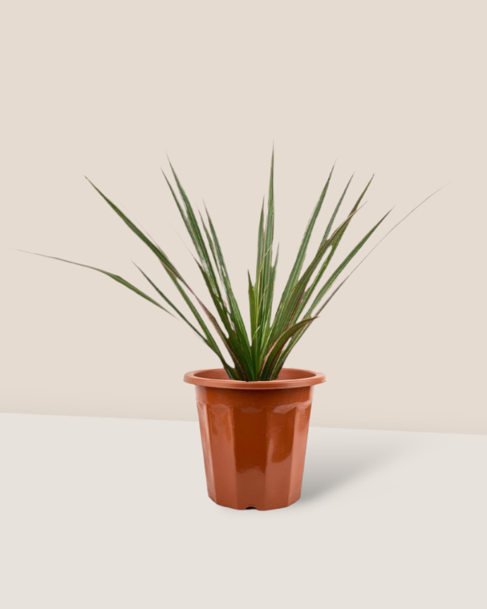 Timesact Dracaena Bicolour - Thumbnail 3
