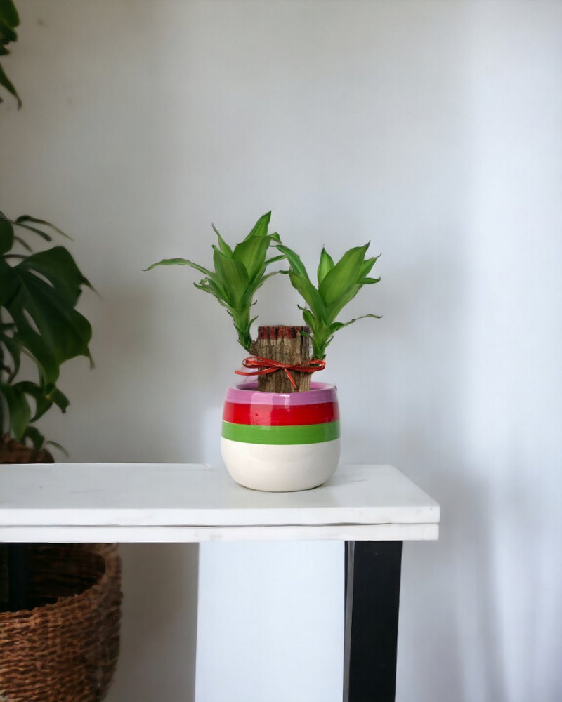 Dracaena Fragrans Iron Tree Single Stem - poppy color planter - ariel - Potted plant - Tumbleweed Plants - Online Plant Delivery Singapore