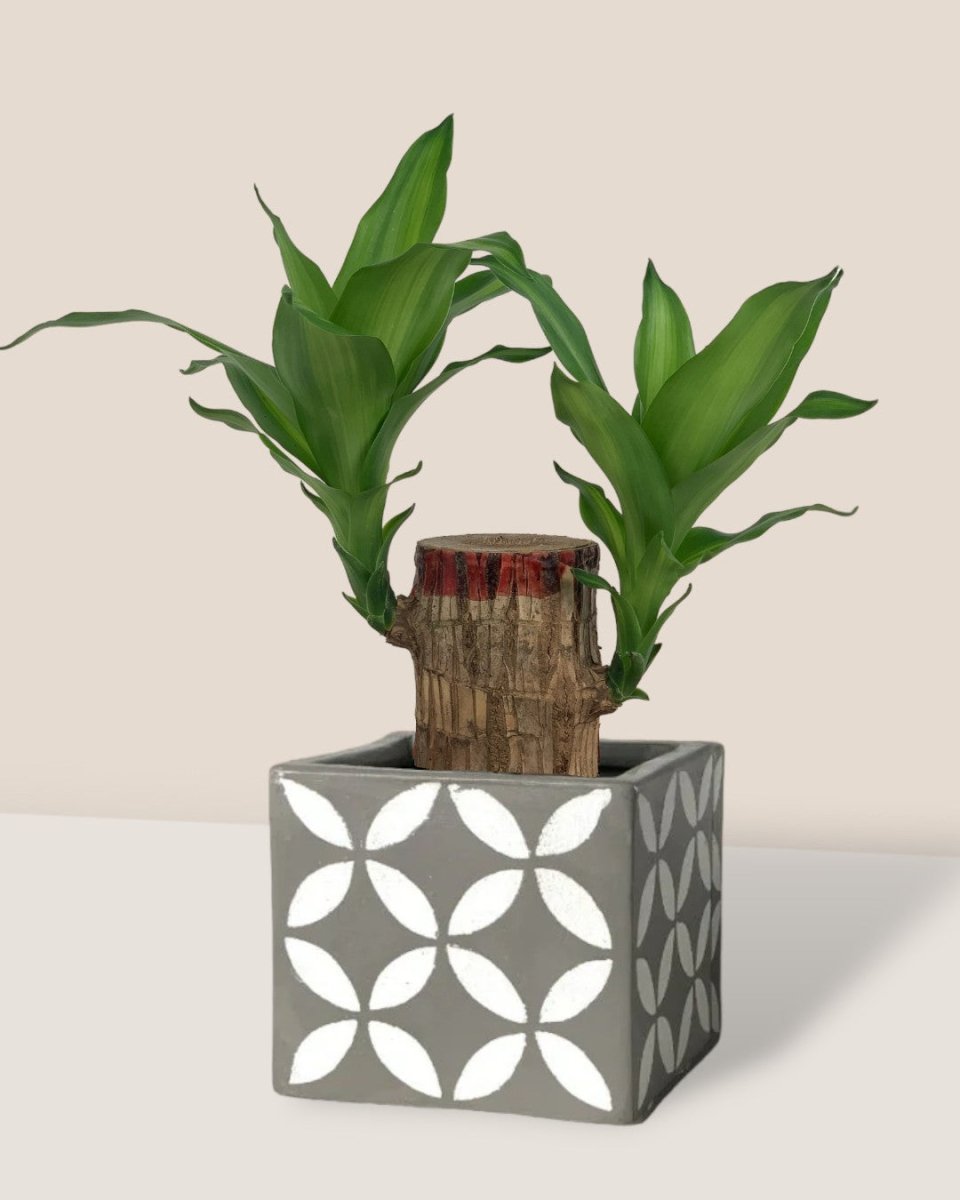 Dracaena Fragrans Iron Tree Single Stem - poppy color planter - ariel - Potted plant - Tumbleweed Plants - Online Plant Delivery Singapore
