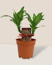 Dracaena Fragrans Iron Tree Single Stem - poppy color planter - ariel - Potted plant - Tumbleweed Plants - Online Plant Delivery Singapore