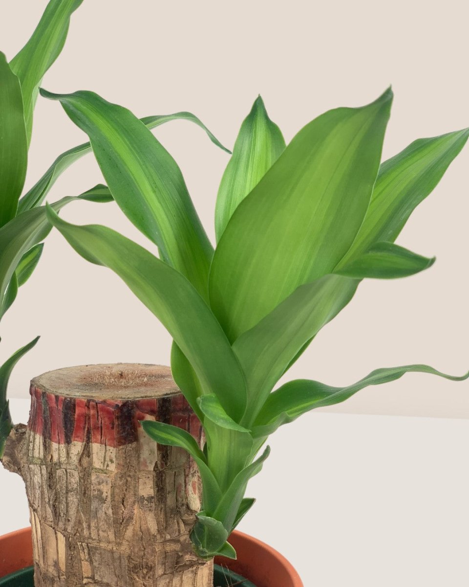 Dracaena Fragrans Iron Tree Single Stem - poppy color planter - ariel - Potted plant - Tumbleweed Plants - Online Plant Delivery Singapore