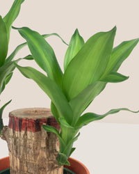 Dracaena Fragrans Iron Tree Single Stem - poppy color planter - ariel - Potted plant - Tumbleweed Plants - Online Plant Delivery Singapore