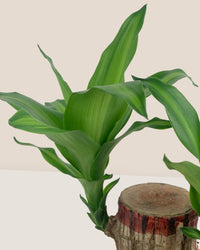 Dracaena Fragrans Iron Tree Single Stem - poppy color planter - ariel - Potted plant - Tumbleweed Plants - Online Plant Delivery Singapore