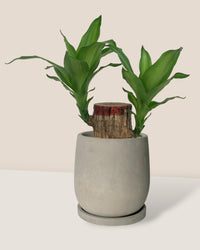 Dracaena Fragrans Iron Tree Single Stem - poppy color planter - ariel - Potted plant - Tumbleweed Plants - Online Plant Delivery Singapore