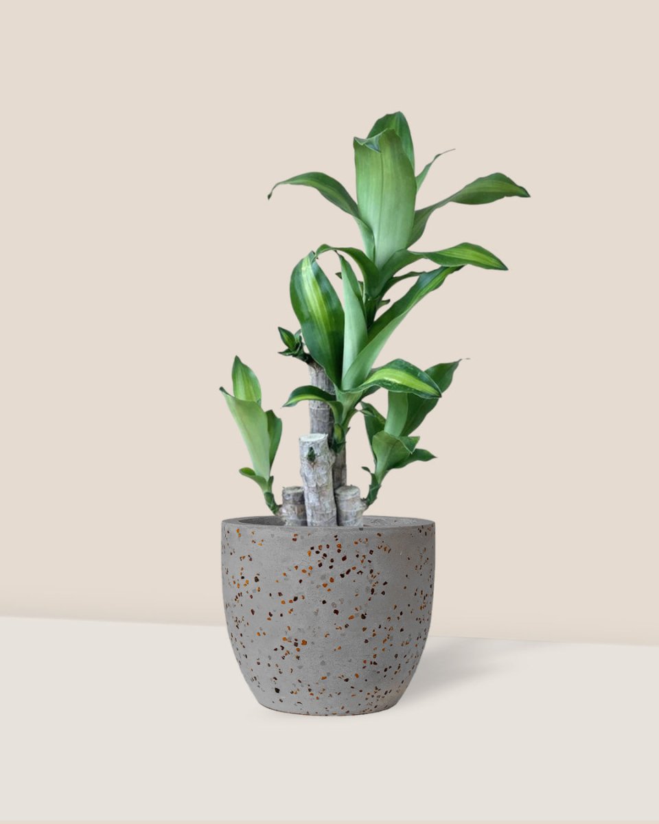 small dracaena fragrans Dracaena Fragrans Iron Tree Baby
