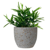 Dracaena Surculosa - Japanese Bamboo