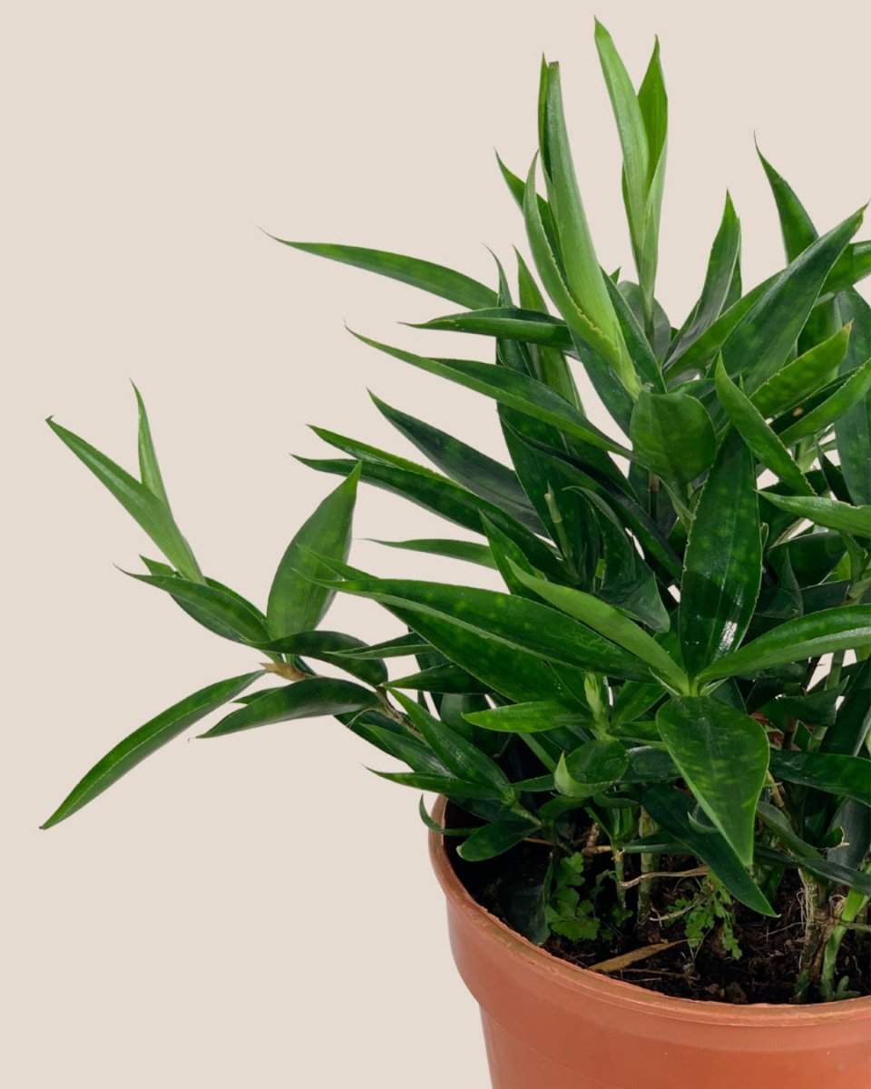 japanese bamboo dracaena Dracaena Surculosa - Japanese Bamboo