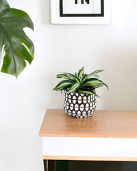 Dracaena Surprise - spotti brown planter - Potted plant - Tumbleweed Plants - Online Plant Delivery Singapore