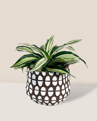 Dracaena Surprise - spotti brown planter - Potted plant - Tumbleweed Plants - Online Plant Delivery Singapore