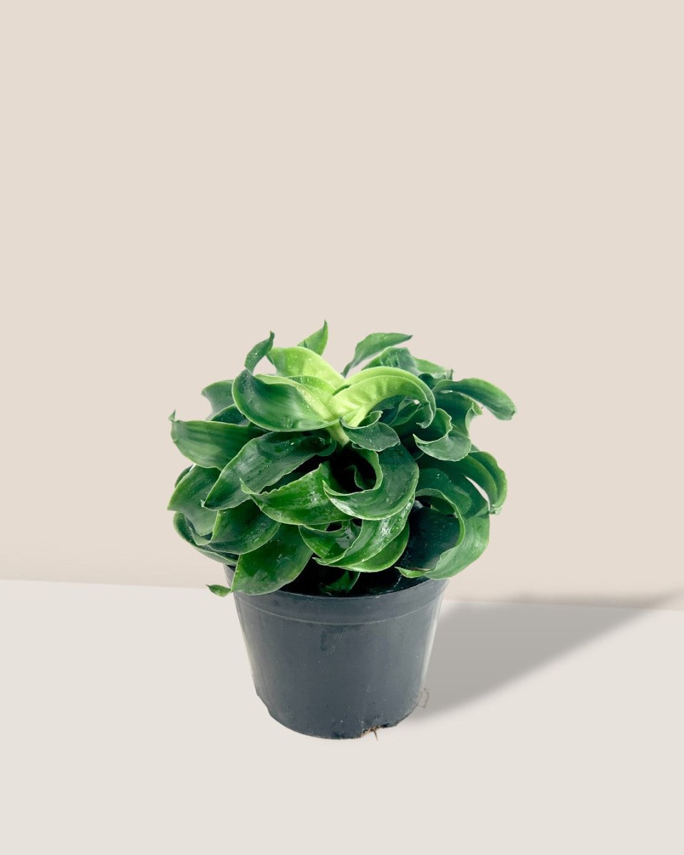 Dracaena Tornado - grow pot - Potted plant - Tumbleweed Plants - Online Plant Delivery Singapore