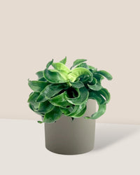 Dracaena Tornado - grow pot - Potted plant - Tumbleweed Plants - Online Plant Delivery Singapore