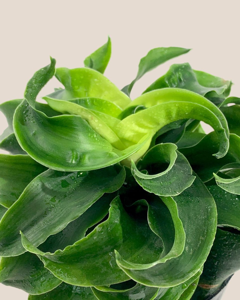 Dracaena Tornado - grow pot - Potted plant - Tumbleweed Plants - Online Plant Delivery Singapore