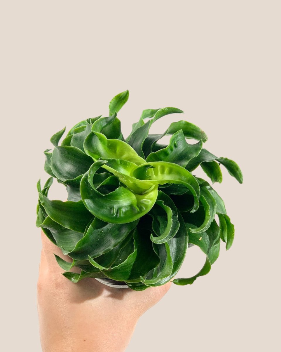 dracaena fragrans twister Dracaena Tornado