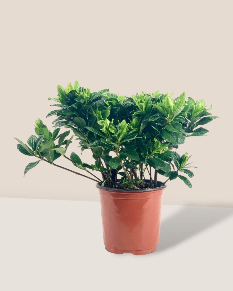 Dwarf Gardenia Jasminoides - grow pot - Potted plant - Tumbleweed Plants - Online Plant Delivery Singapore