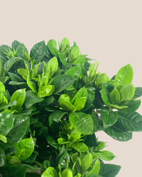 Dwarf Gardenia Jasminoides - grow pot - Potted plant - Tumbleweed Plants - Online Plant Delivery Singapore