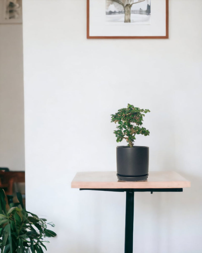 Ehretia Bonsai - smoffy cement planter - round - Potted plant - Tumbleweed Plants - Online Plant Delivery Singapore