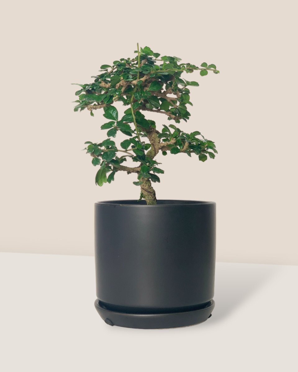 bonsai tree lidl Ehretia Bonsai